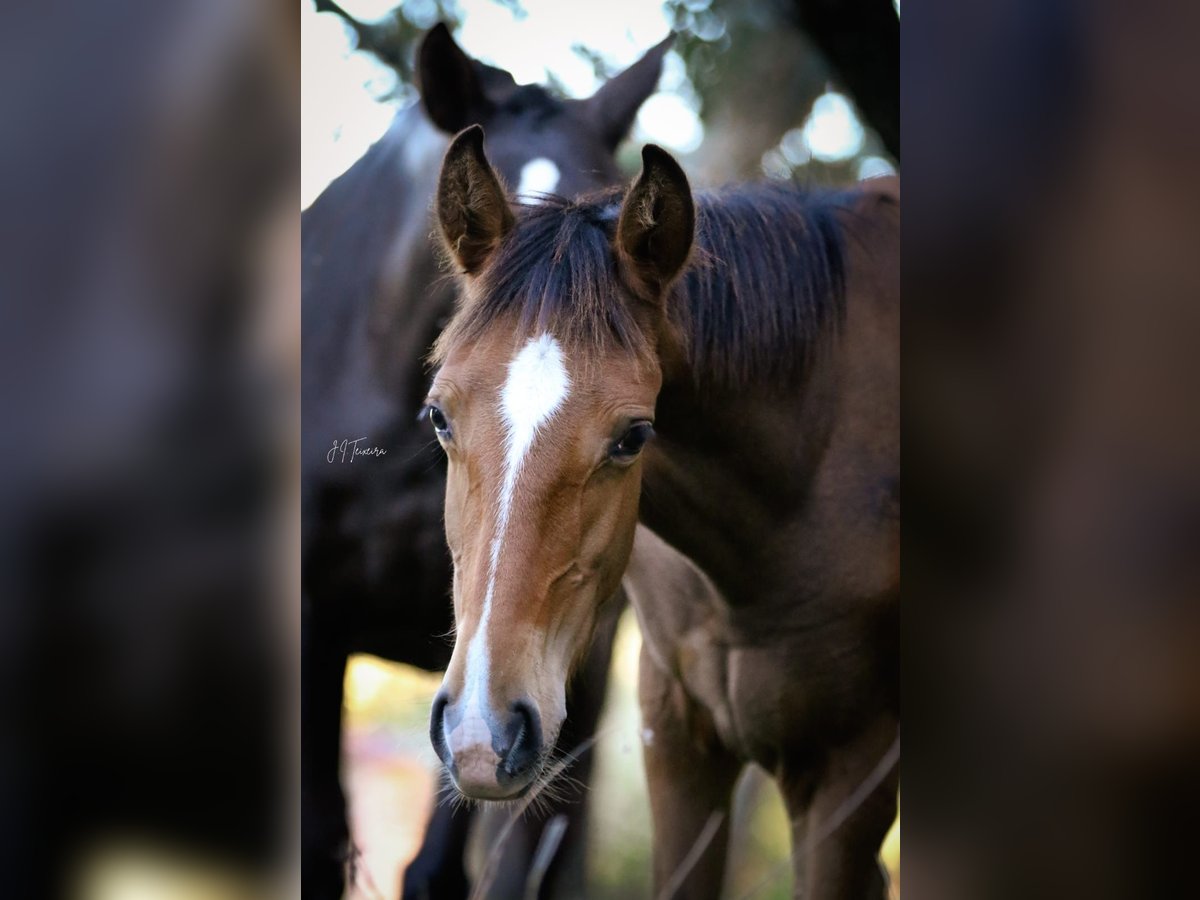 Lusitano Giumenta 1 Anno 158 cm Baio in Rio Maior