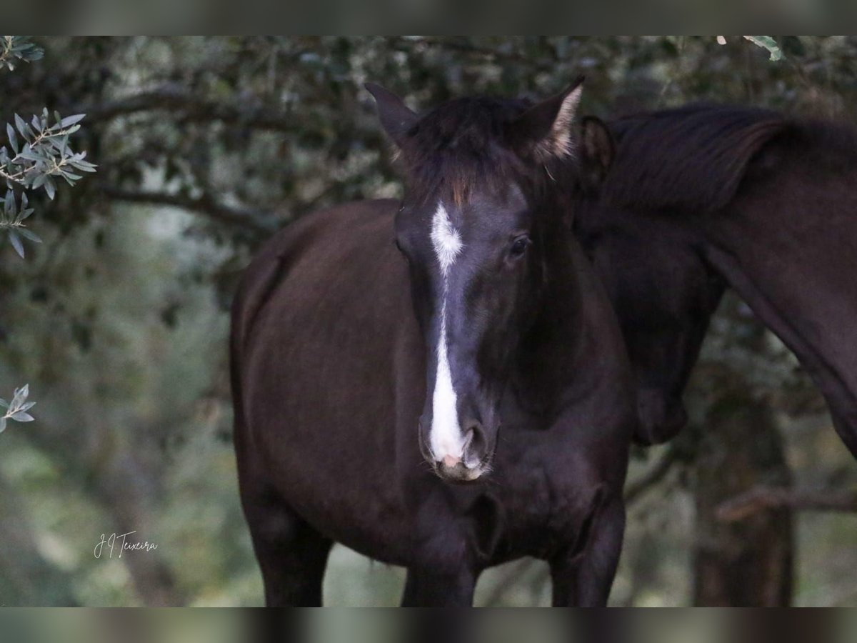 Lusitano Giumenta 1 Anno 160 cm Morello in Rio Maior