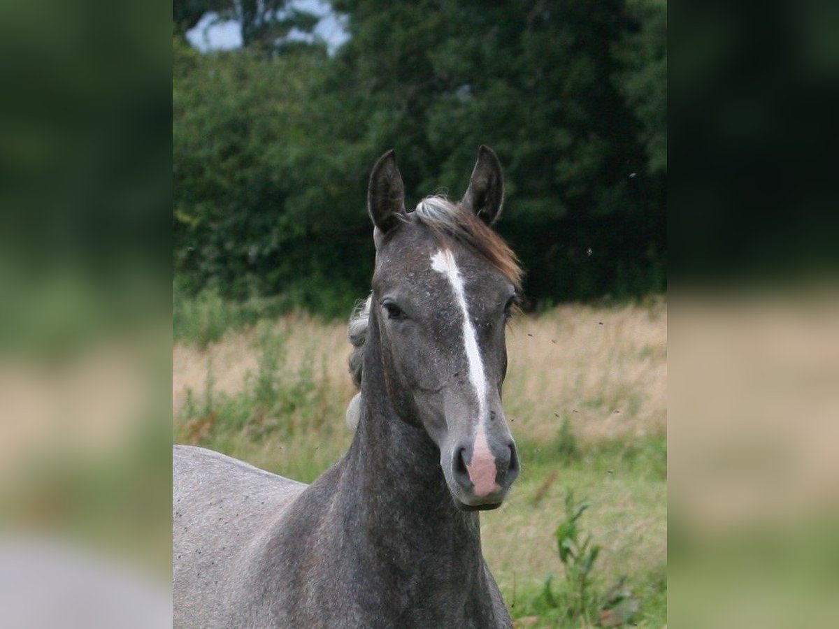 Lusitano Giumenta 1 Anno Grigio in Saligny sur Roudon