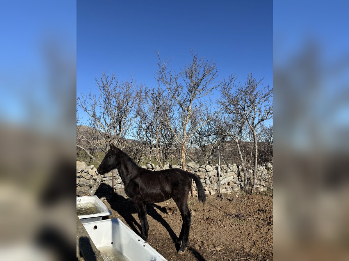 Lusitano Giumenta 1 Anno Morello in Espinar, De El (Estacion)