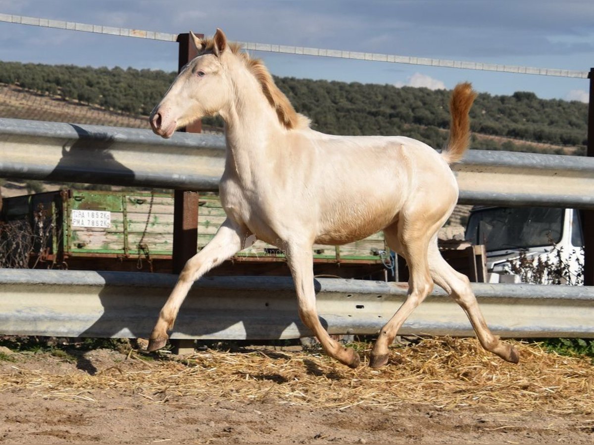 Lusitano Giumenta 2 Anni 138 cm Perlino in Provinz Cordoba