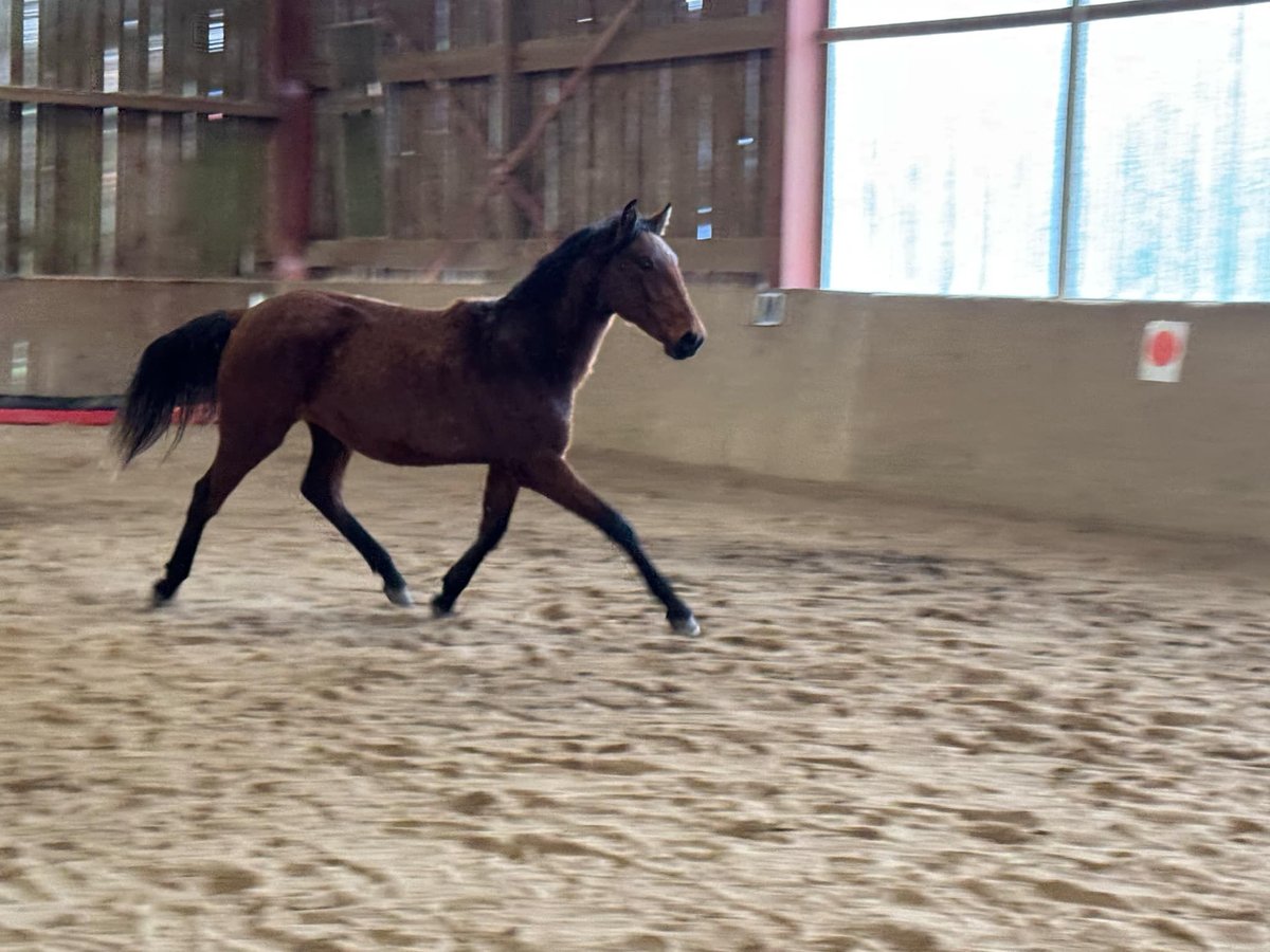 Lusitano Giumenta 2 Anni 160 cm Baio in Cenves