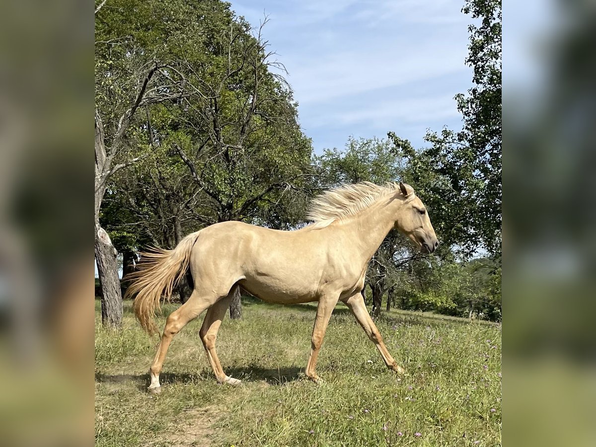 Lusitano Giumenta 2 Anni 160 cm Dunalino in Hýskov