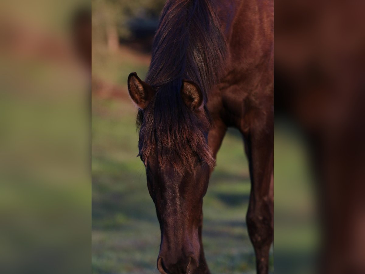 Lusitano Giumenta 2 Anni 160 cm Morello in Karben