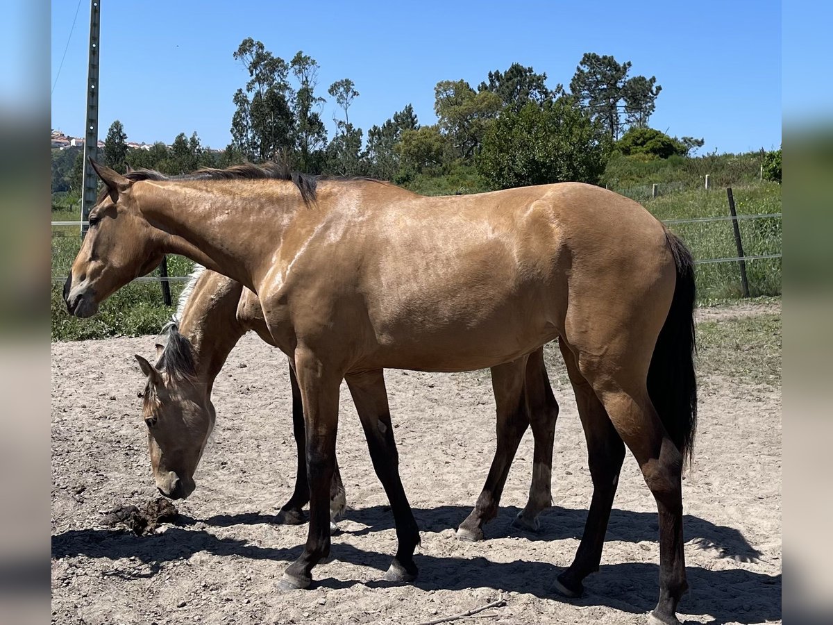 Lusitano Giumenta 2 Anni 162 cm Pelle di daino in Óbidos