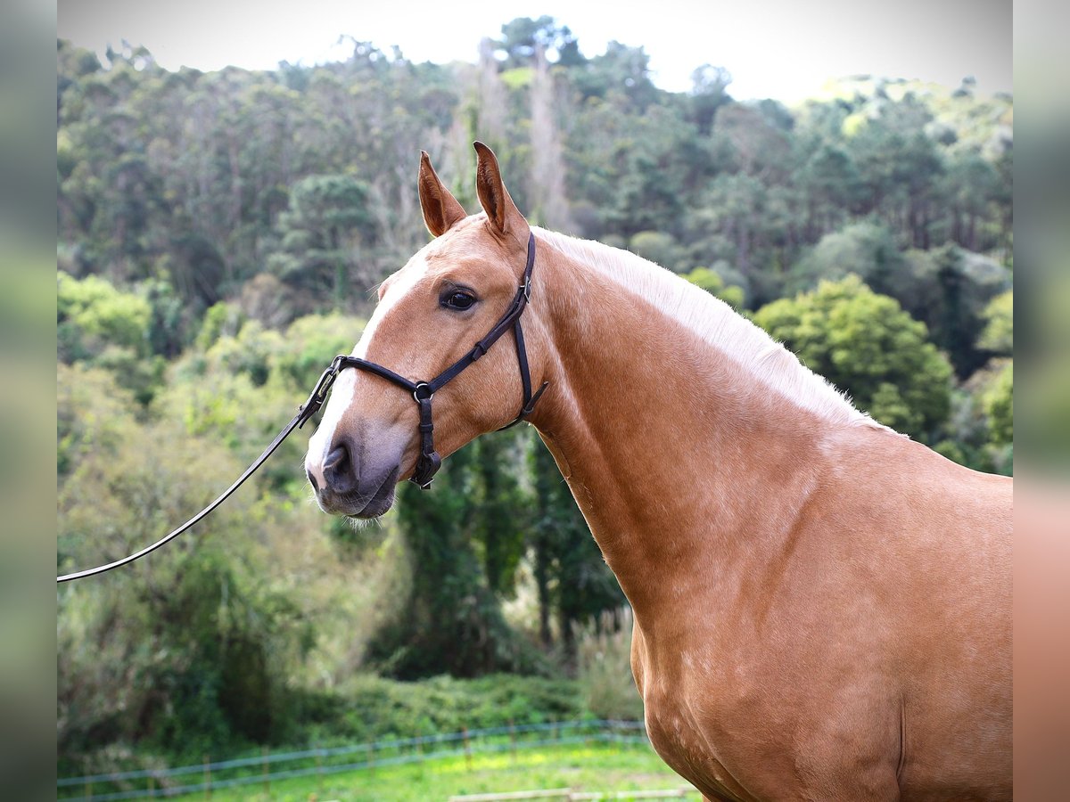 Lusitano Giumenta 2 Anni 164 cm Palomino in RIBAMAR