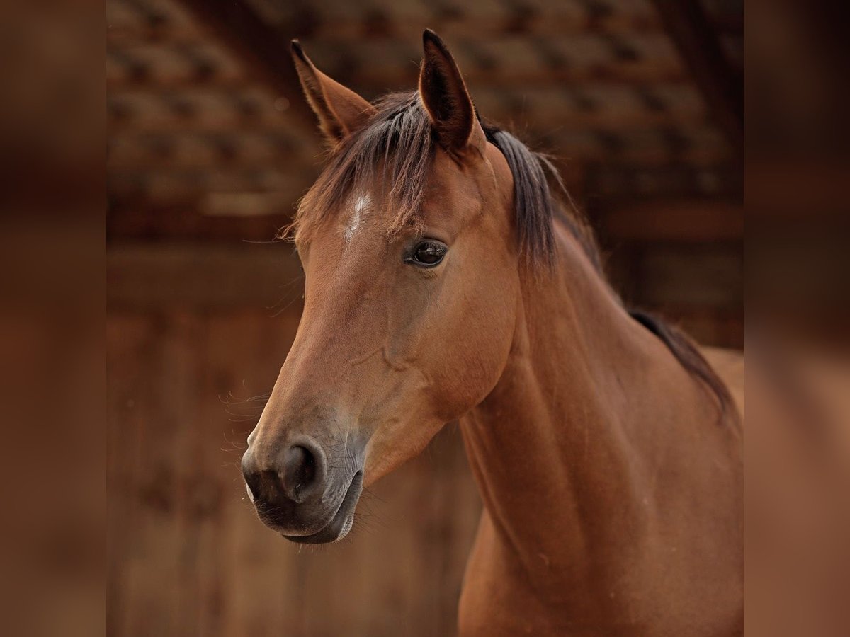 Lusitano Mix Giumenta 3 Anni 155 cm Baio in Hessisch Oldendorf