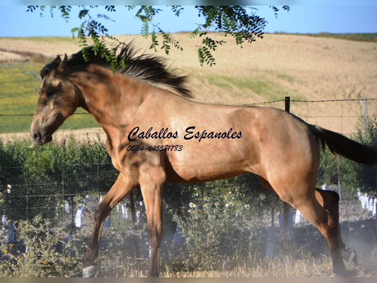 Lusitano Giumenta 3 Anni 155 cm Pelle di daino in Vejer de la Frontera