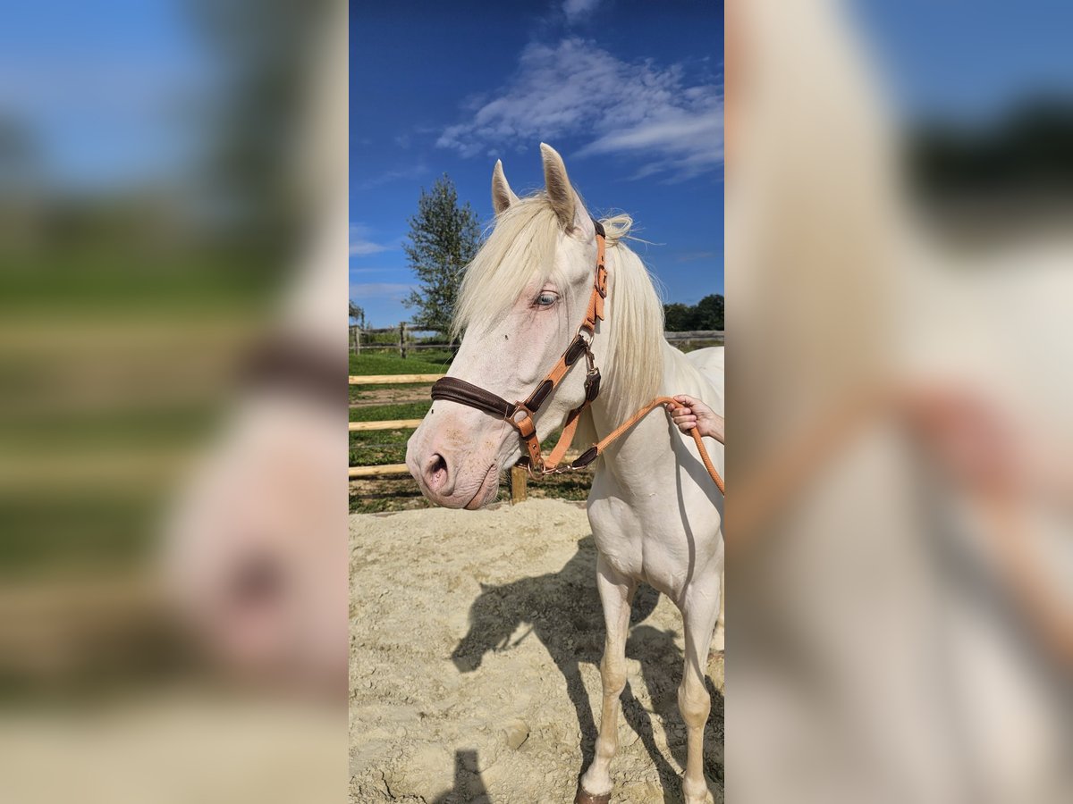 Lusitano Giumenta 3 Anni 156 cm Champagne in Châlons-en-Champagne