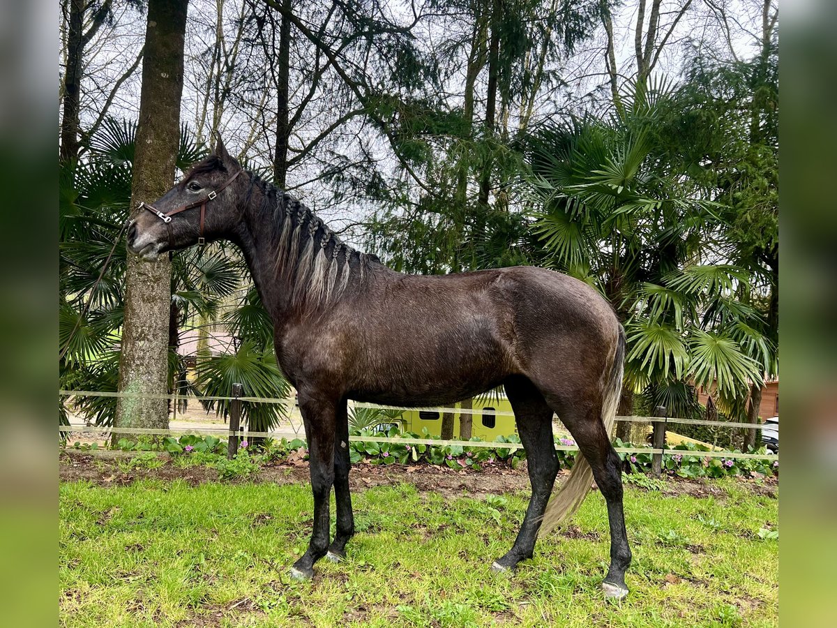 Lusitano Giumenta 3 Anni 156 cm Grigio in Amarante