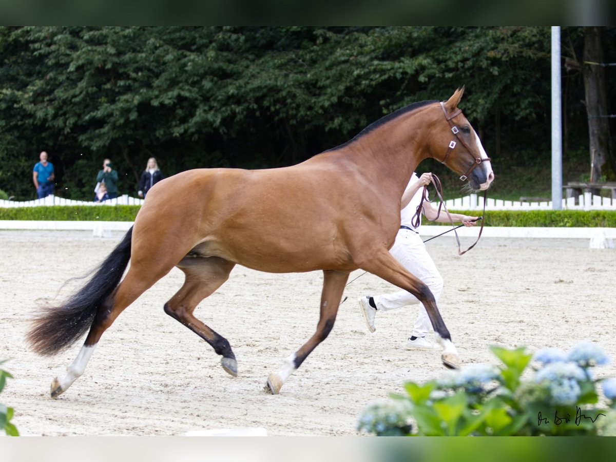 Lusitano Giumenta 3 Anni 160 cm Baio in Borken