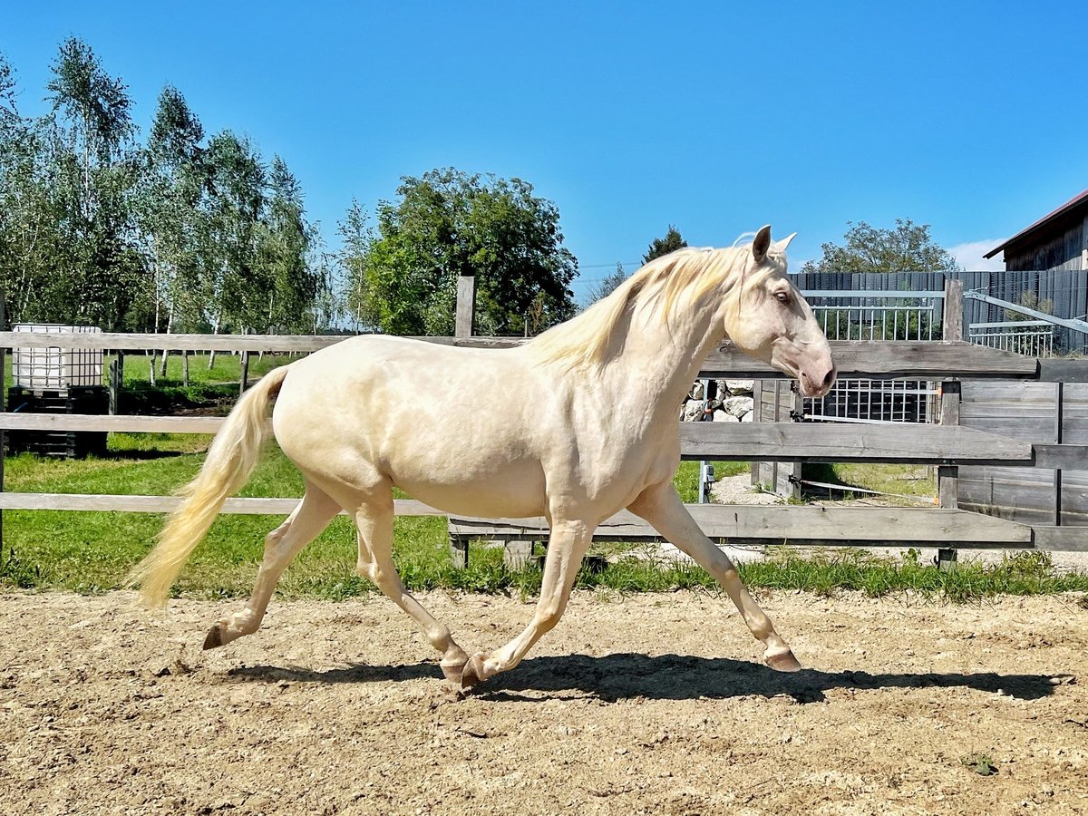 Lusitano Giumenta 3 Anni 160 cm Champagne in Franking