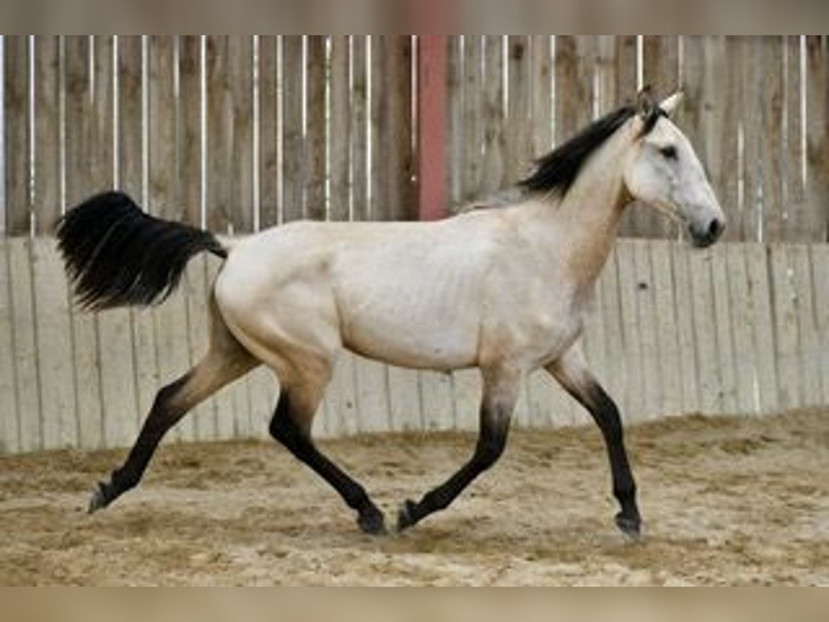 Lusitano Giumenta 3 Anni 160 cm Falbo in cenves