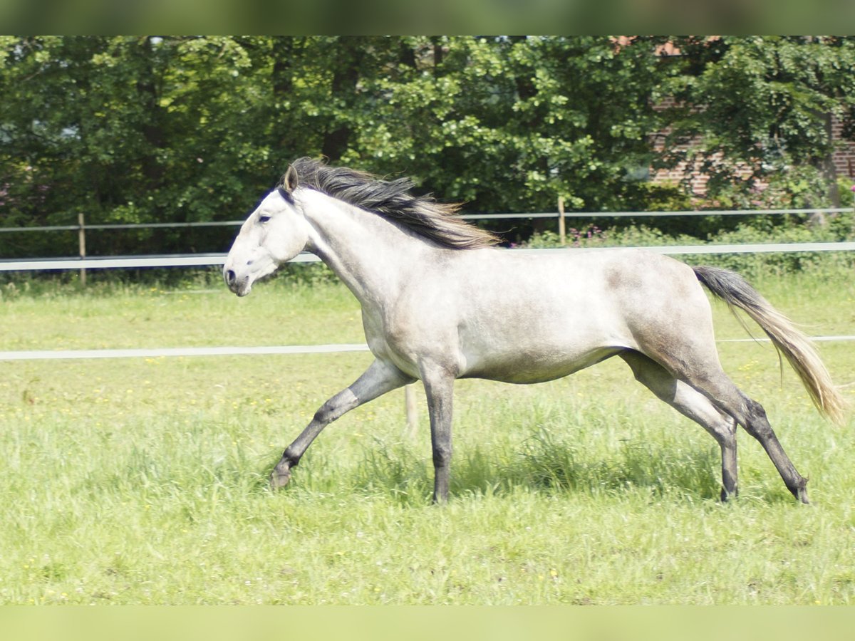 Lusitano Giumenta 3 Anni 160 cm Grigio pezzato in Halle/ Westfalen