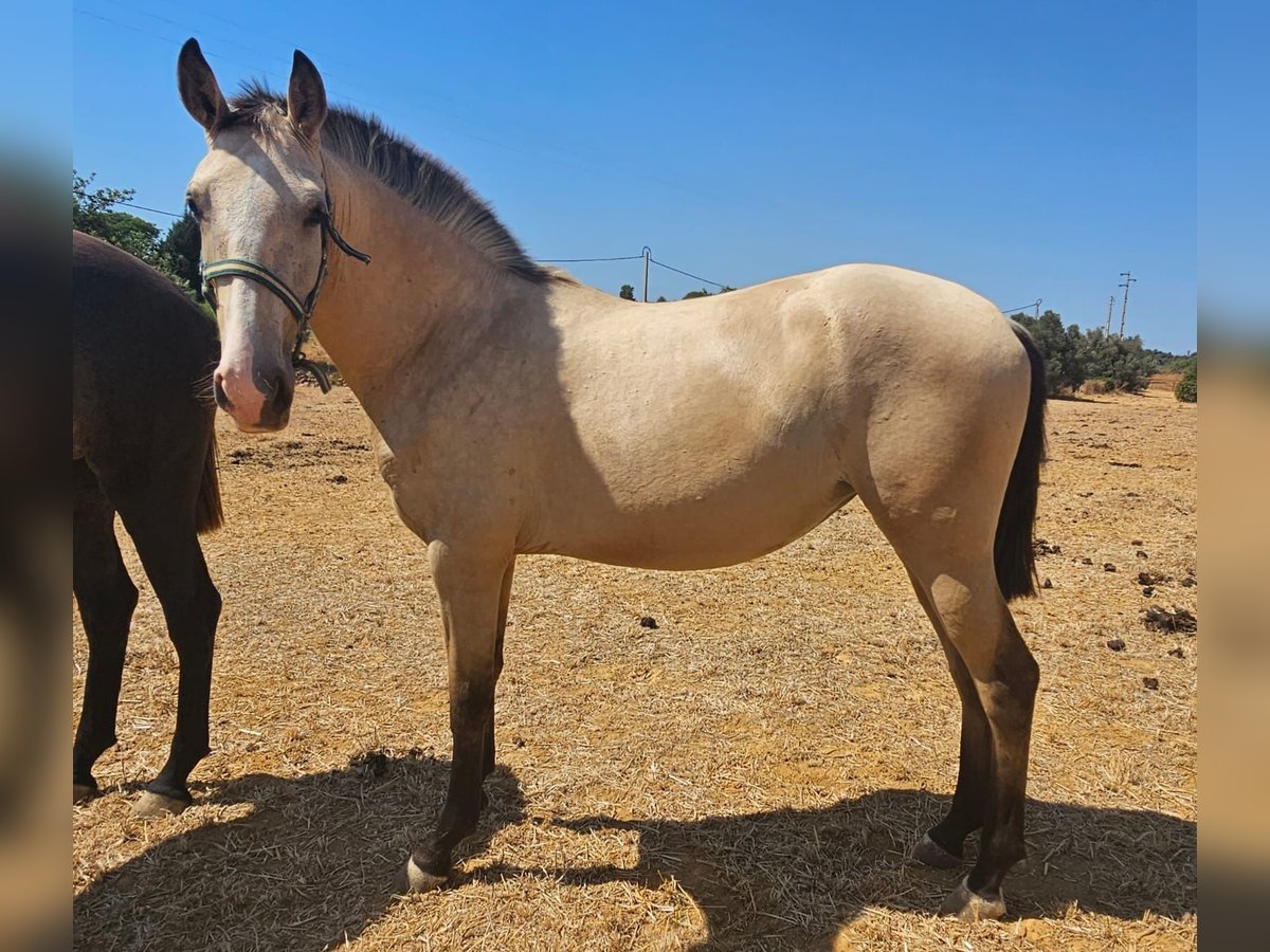 Lusitano Giumenta 3 Anni 162 cm Falbo in pera