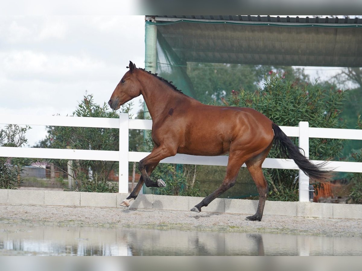 Lusitano Giumenta 3 Anni 167 cm Baio ciliegia in Agua Derramada