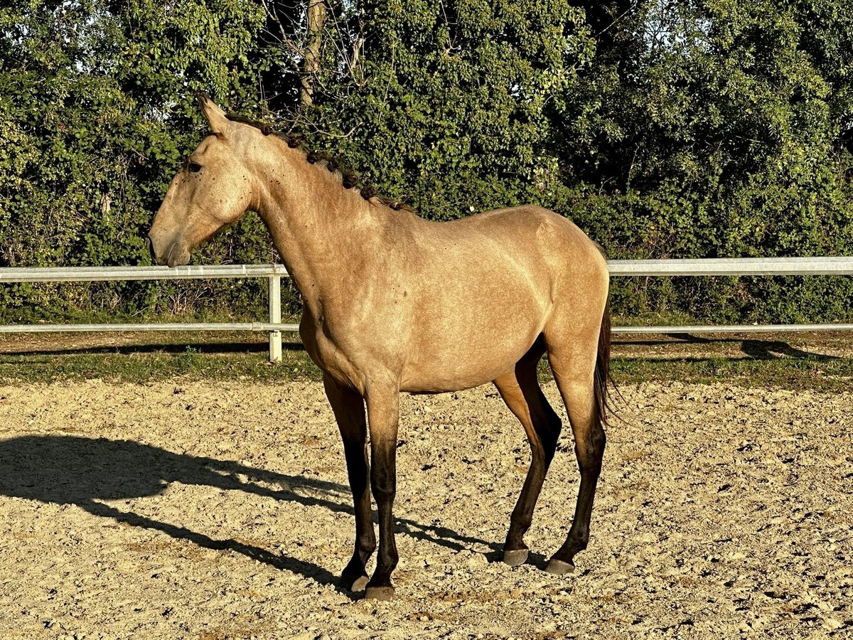 Lusitano Giumenta 3 Anni Falbo in Arles