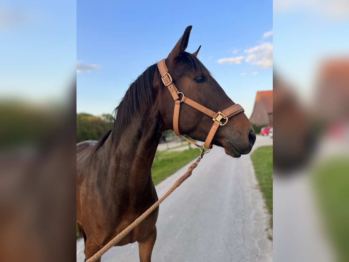 Lusitano Giumenta 4 Anni 154 cm Baio in Bielefeld