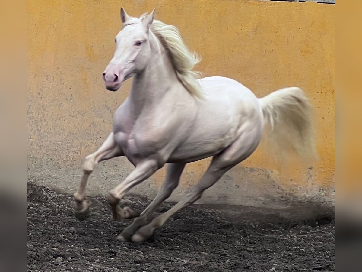 Lusitano Giumenta 4 Anni 155 cm Cremello in Martfeld