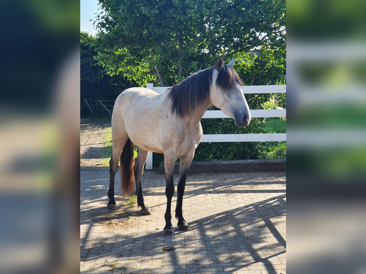 Lusitano Giumenta 4 Anni 158 cm Grigio in Lahntal