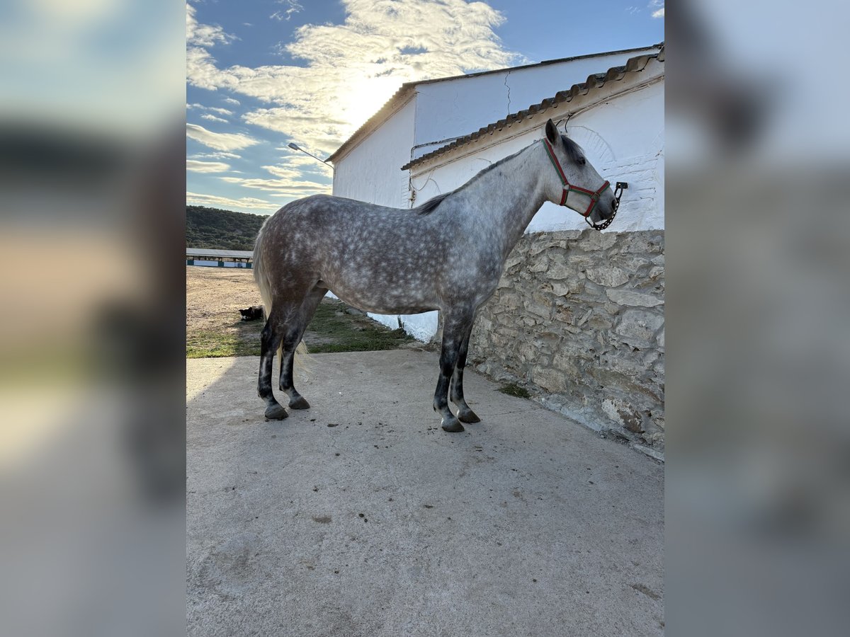 Lusitano Giumenta 4 Anni 159 cm Grigio pezzato in Caceres