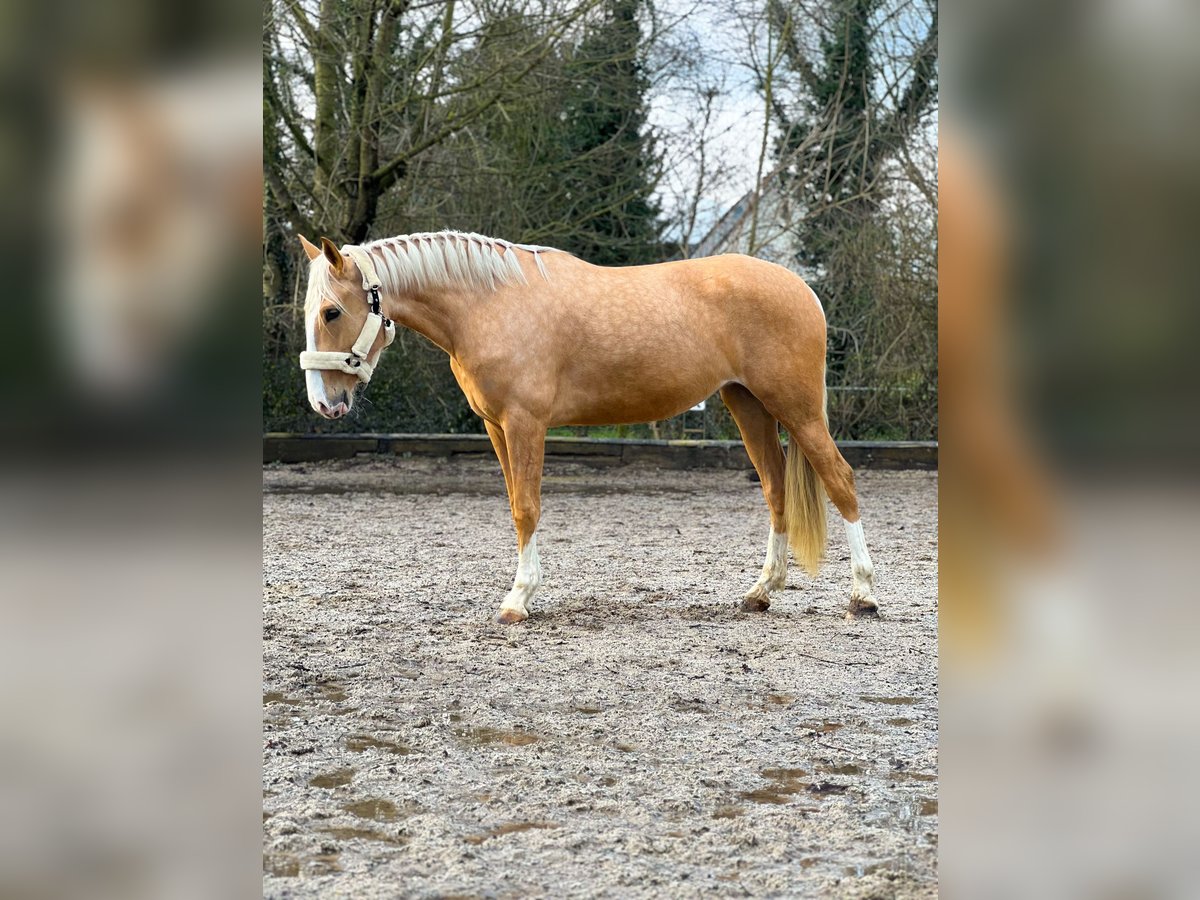 Lusitano Giumenta 4 Anni 160 cm Palomino in Rommerskirchen