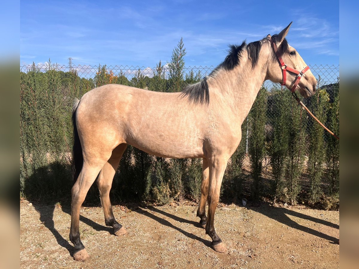 Lusitano Giumenta 4 Anni 160 cm Pelle di daino in Buckow