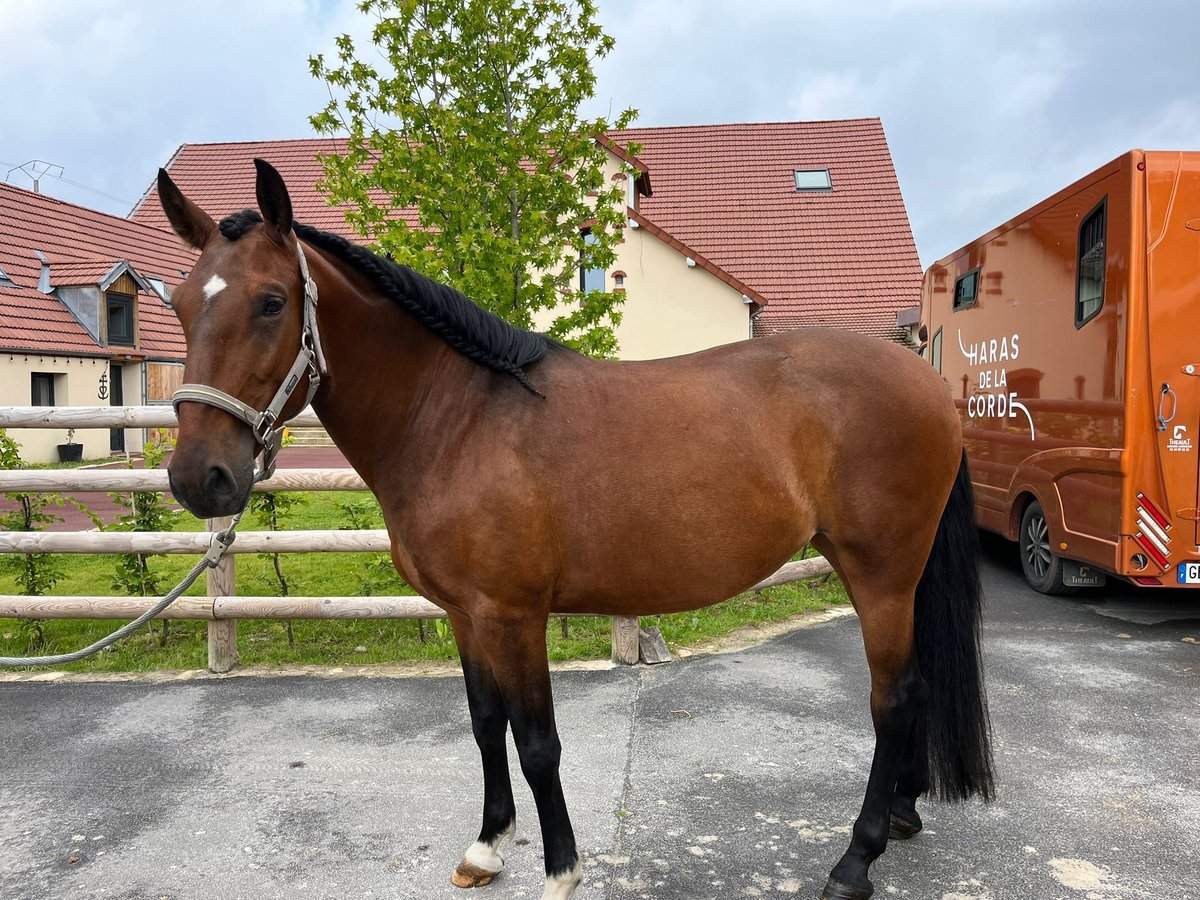 Lusitano Giumenta 4 Anni 165 cm Baio in Ferolles Attilly