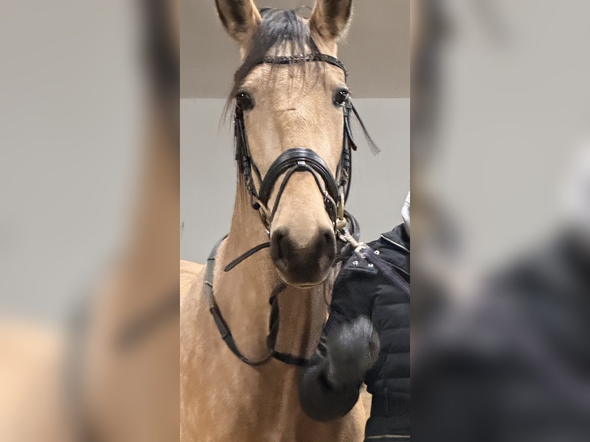 Lusitano Giumenta 4 Anni 166 cm Falbo in Perchtoldsdorf