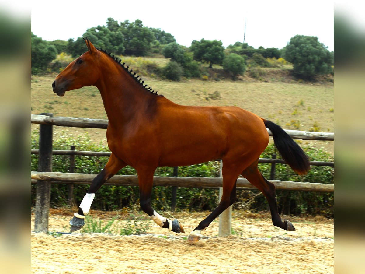 Lusitano Giumenta 4 Anni 170 cm Baio in Ribamar