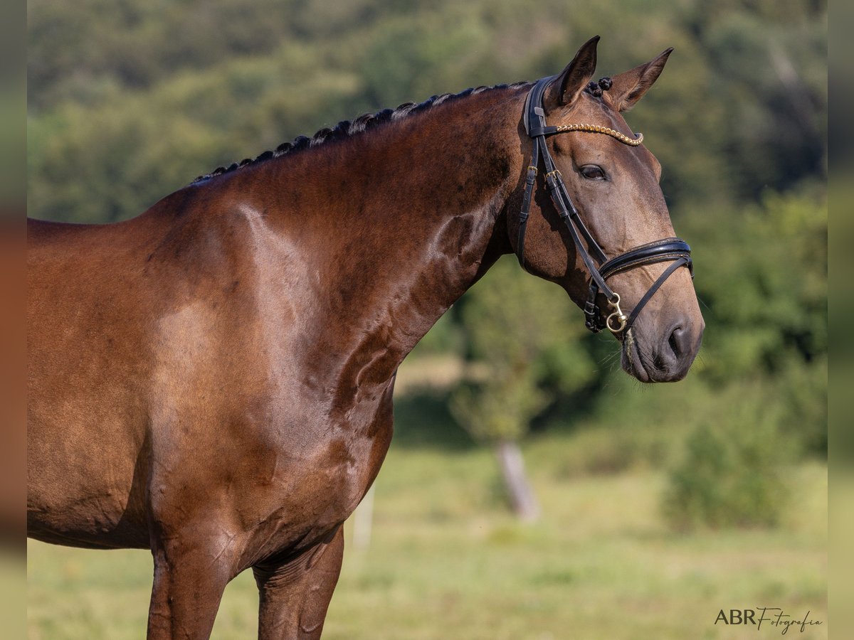 Lusitano Giumenta 4 Anni 170 cm Pelle di daino in Allensbach