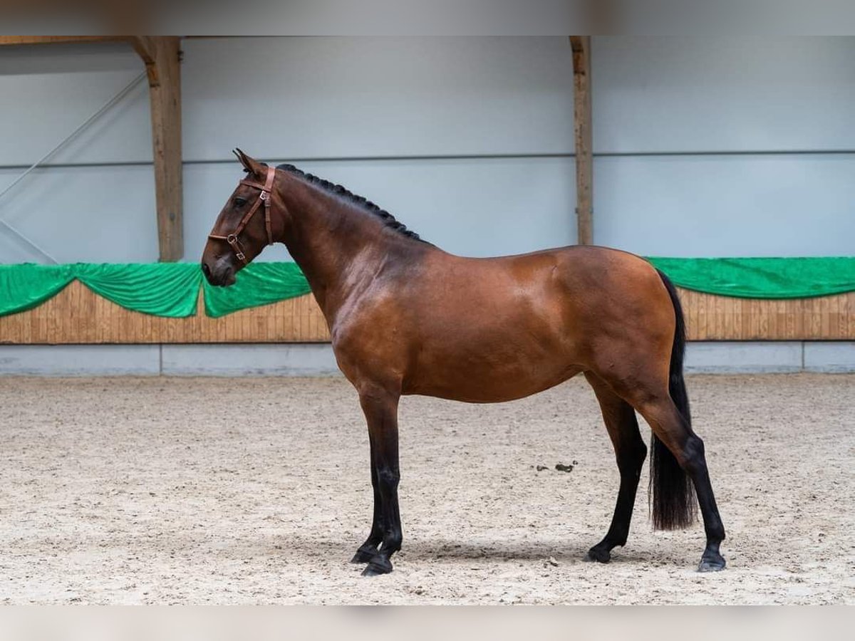 Lusitano Giumenta 5 Anni 157 cm Baio in Mussel