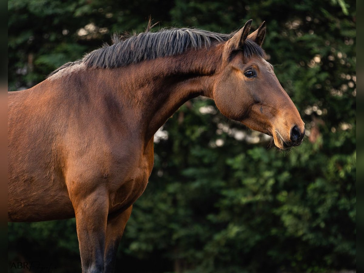 Lusitano Giumenta 5 Anni 160 cm Baio in Nogueira da Regedoura