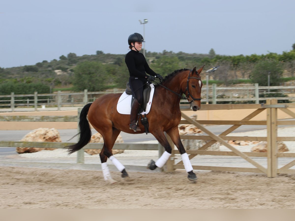 Lusitano Giumenta 5 Anni 161 cm Baio in Xabia/