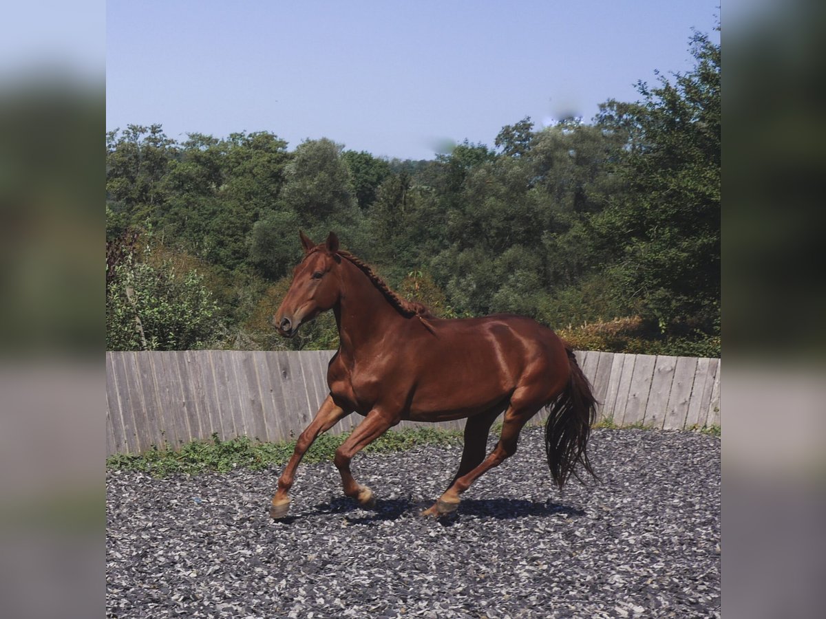 Lusitano Mix Giumenta 5 Anni 163 cm Sauro ciliegia in Mandelbachtal