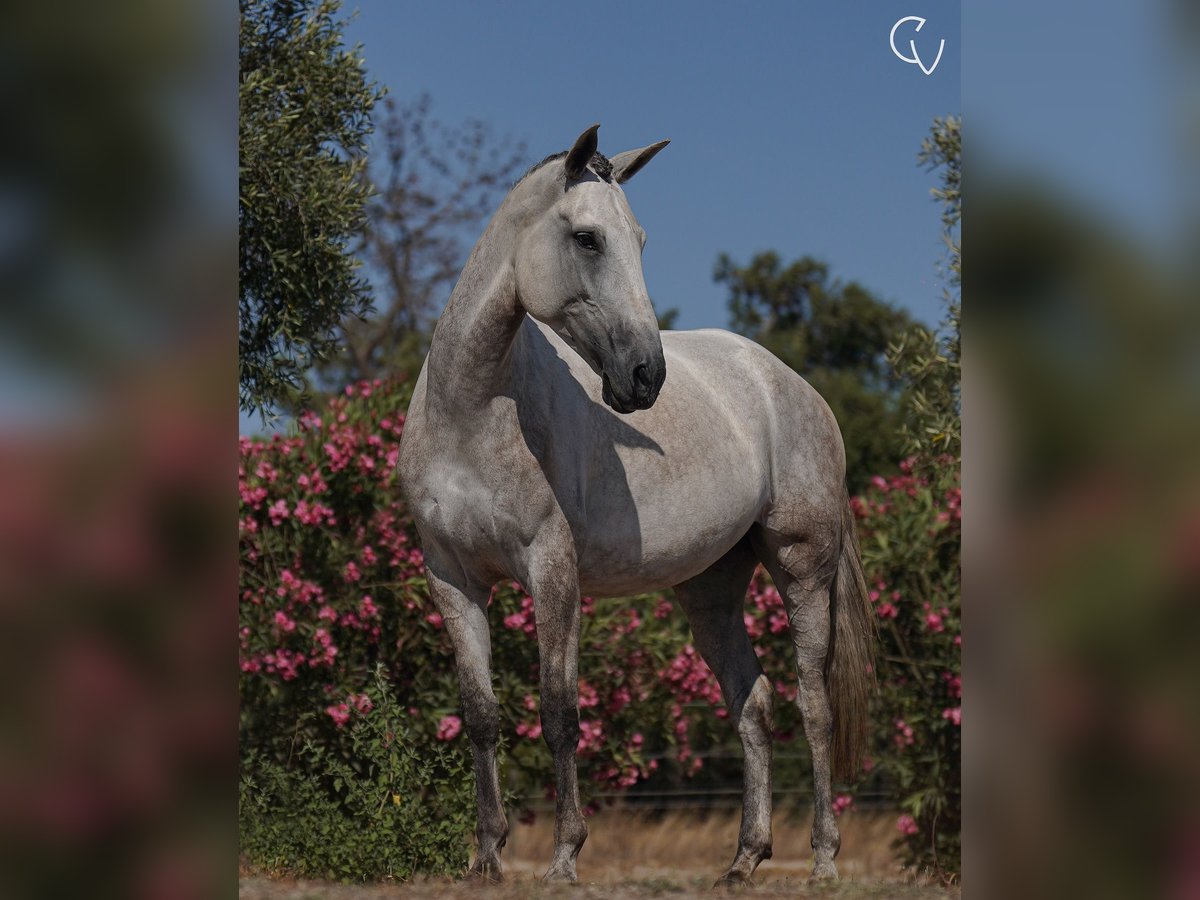 Lusitano Giumenta 5 Anni 166 cm Grigio ferro in Agua Derramada