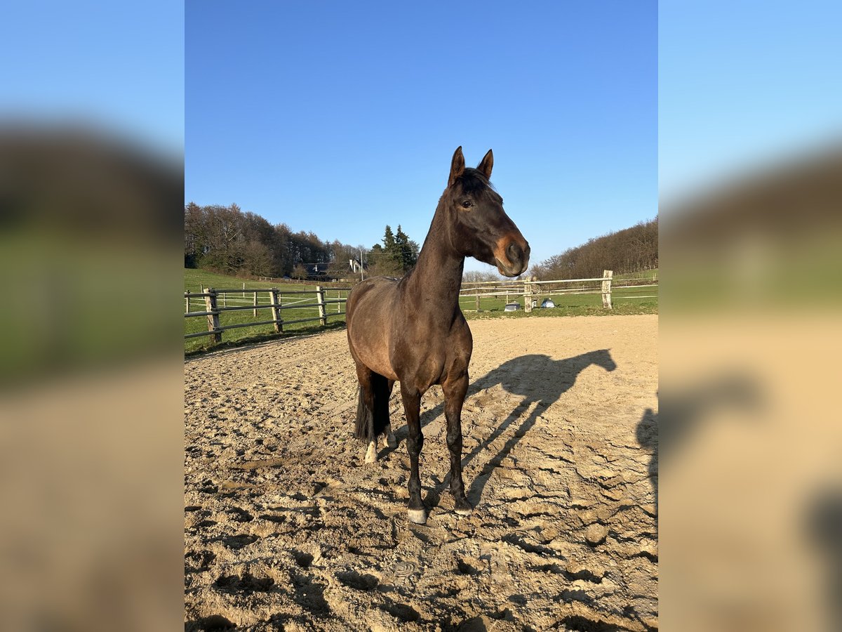 Lusitano Mix Giumenta 6 Anni 160 cm Baio scuro in Hagen