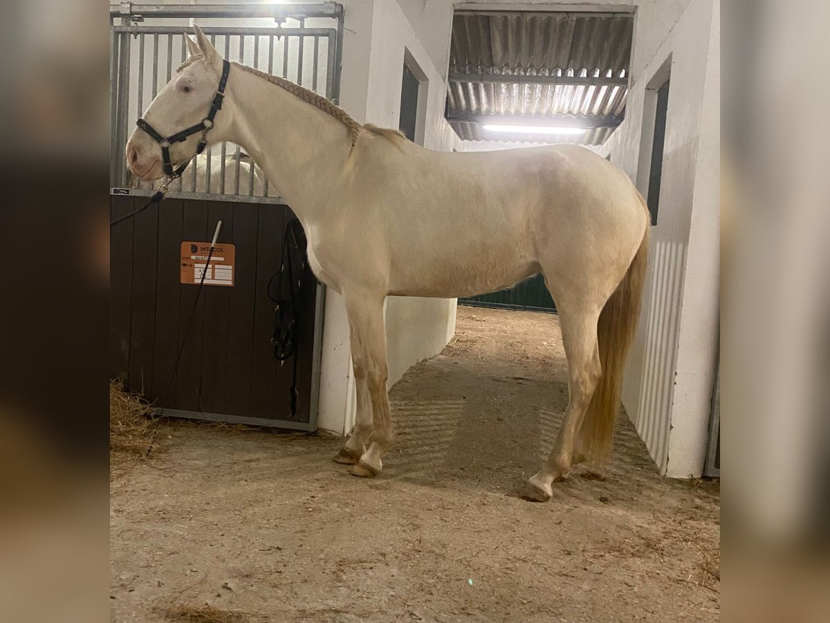 Lusitano Giumenta 6 Anni 160 cm Cremello in Bredene