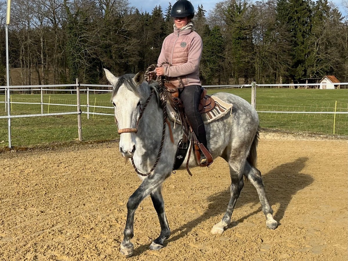 Lusitano Giumenta 6 Anni Grigio pezzato in Amlikon-Bissegg