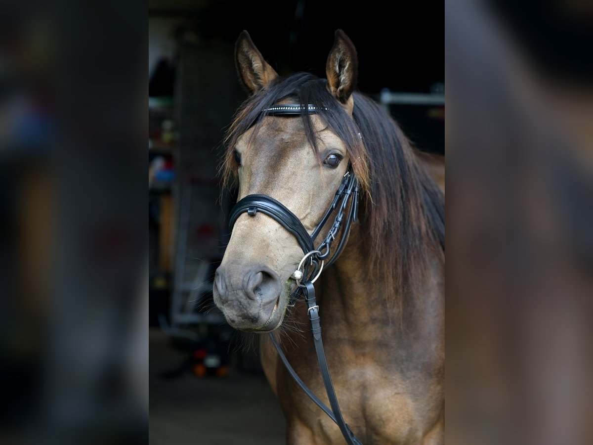 Lusitano Mix Giumenta 7 Anni 155 cm Pelle di daino in Friedeburg Lusitano Mix Giumenta 7 Anni 155 cm Pelle di daino in Friedeburg