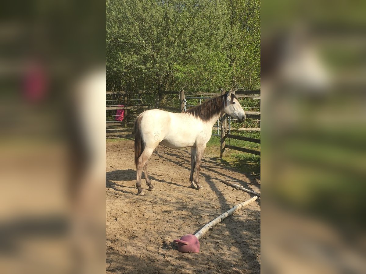 Lusitano Giumenta 7 Anni 158 cm Grullo in Essen