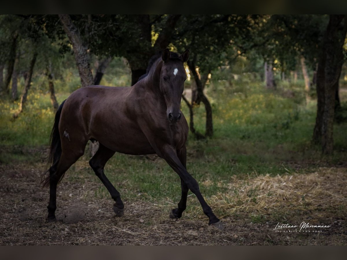 Lusitano Giumenta 8 Anni 157 cm Baio scuro in Rio Maior