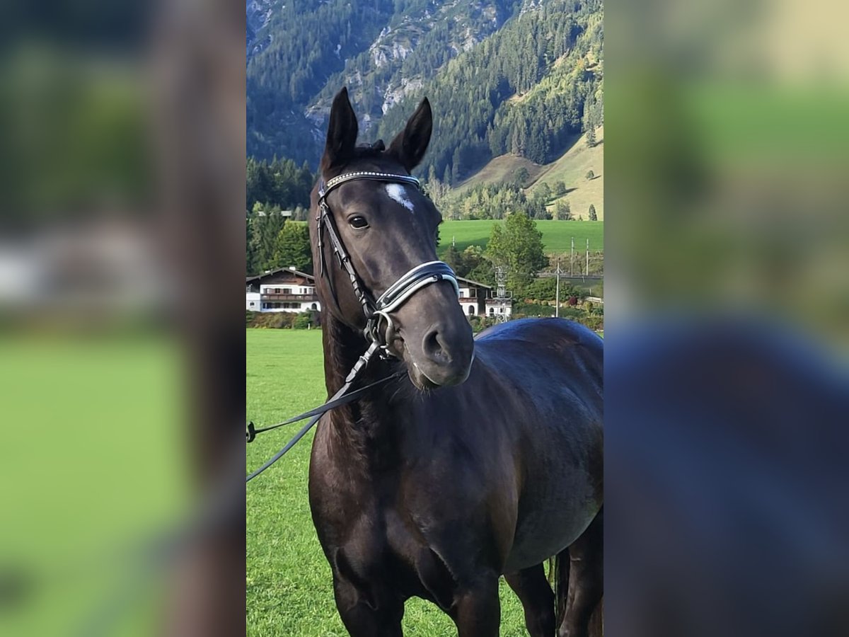Lusitano Giumenta 8 Anni 160 cm Baio nero in Leogang