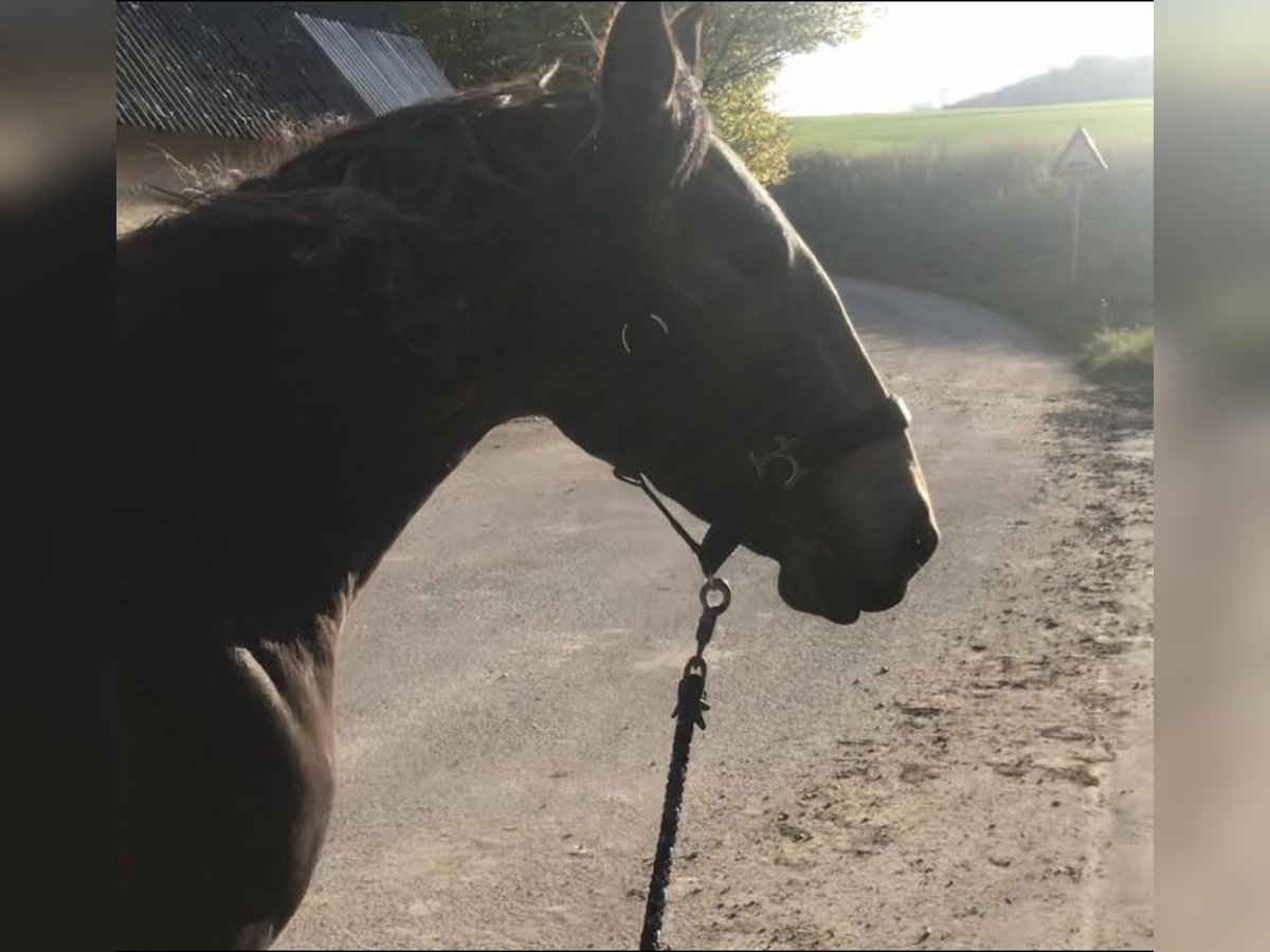 Lusitano Giumenta 8 Anni 160 cm Falbo in Bebra