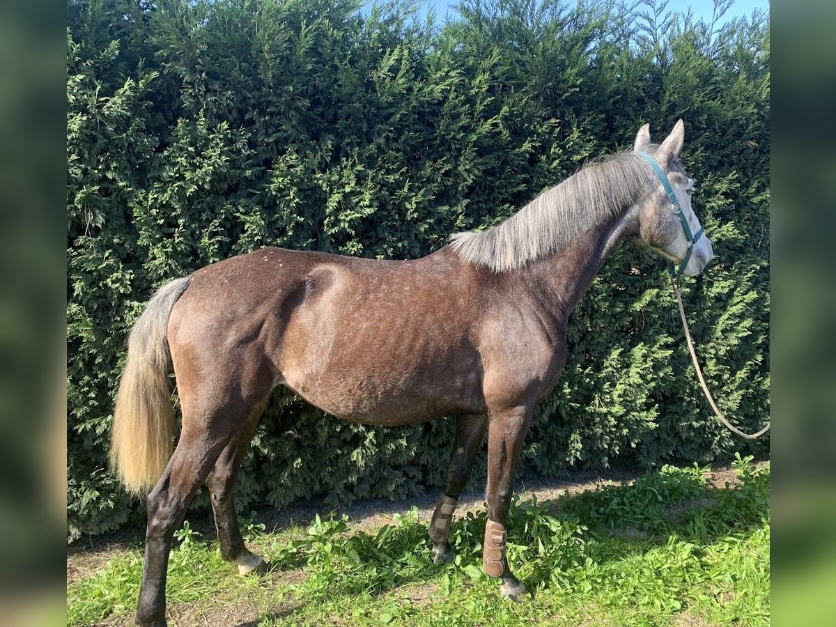 Lusitano Giumenta 8 Anni 162 cm Bianco in Coimbra