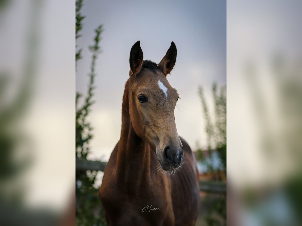 Lusitano Giumenta Puledri (03/2024) 159 cm Pelle di daino in Rio Maior