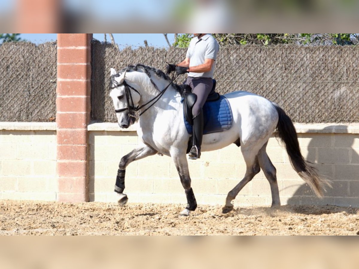 Lusitano Hengst 10 Jaar 162 cm Schimmel in NAVAS DEL MADRONO