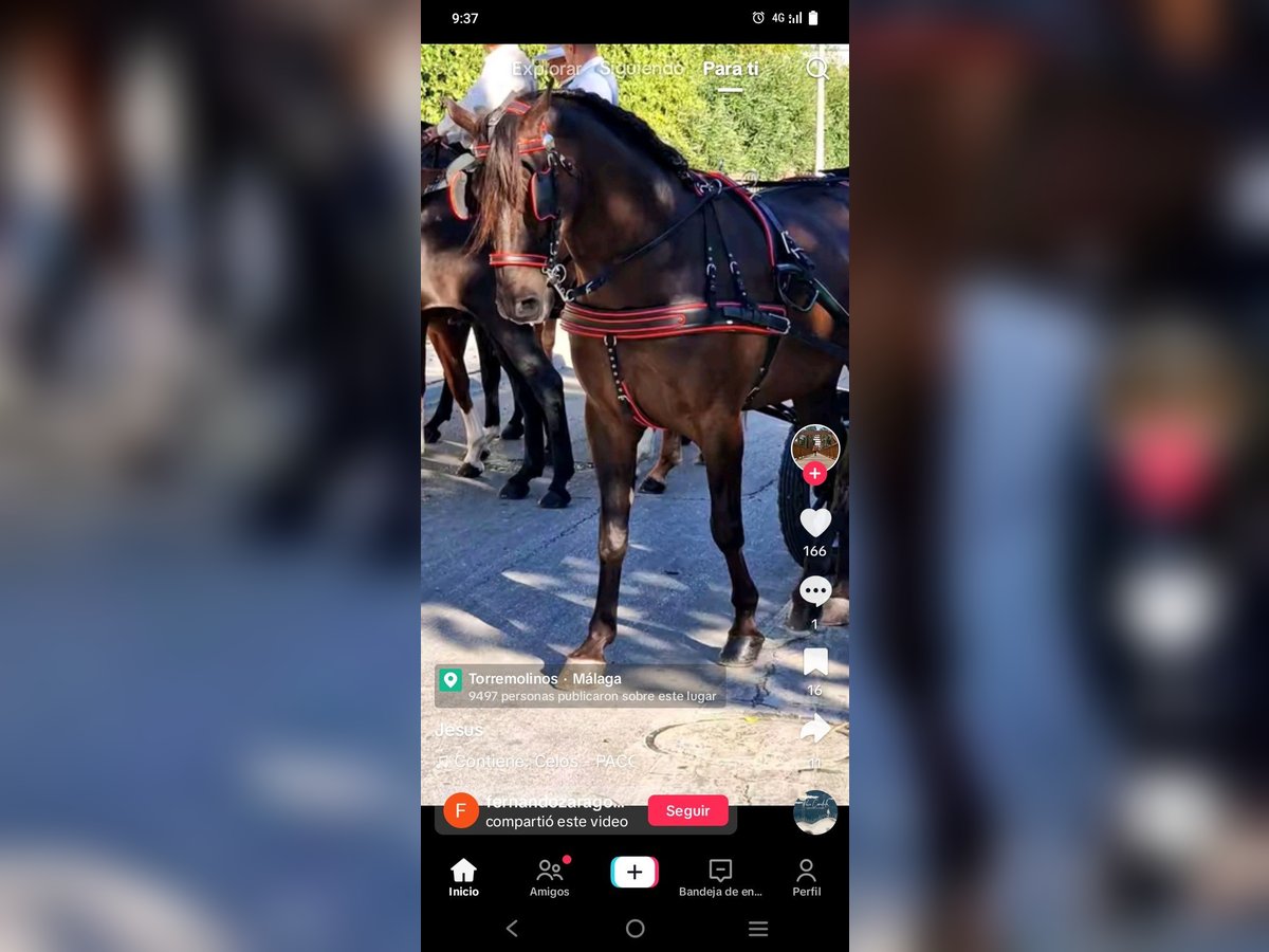 Lusitano Hengst 10 Jaar 162 cm Zwart in Torremolinos