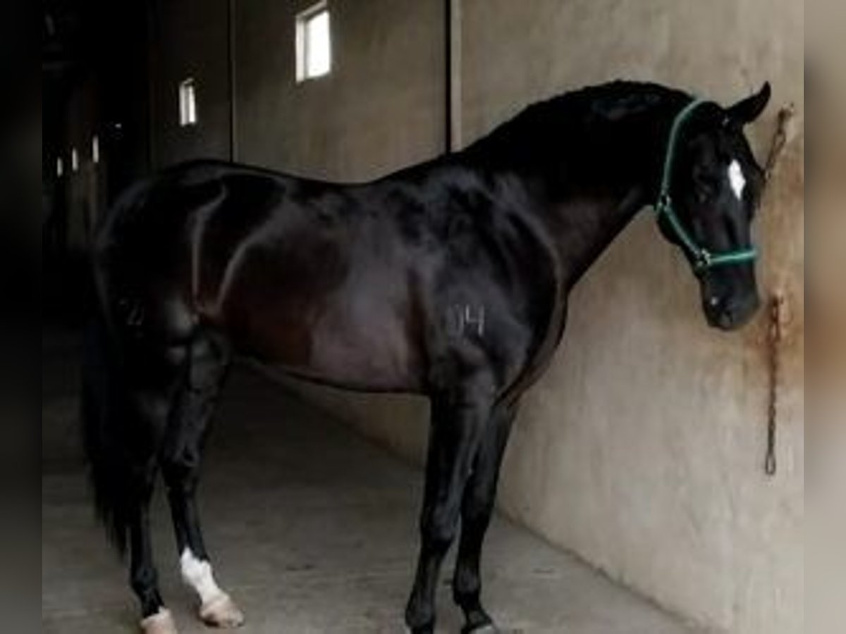 Lusitano Mix Hengst 10 Jaar 165 cm Zwart in Gijon