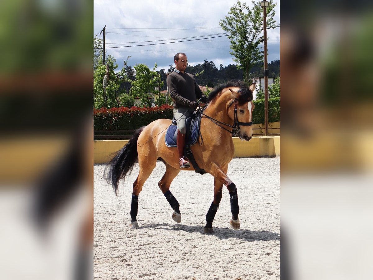 Lusitano Hengst 10 Jaar 175 cm Falbe in Portugal